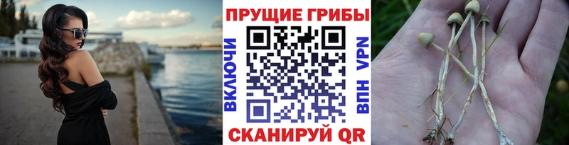 Псилоцибиновые грибы MAGIC MUSHROOMS  Красково 